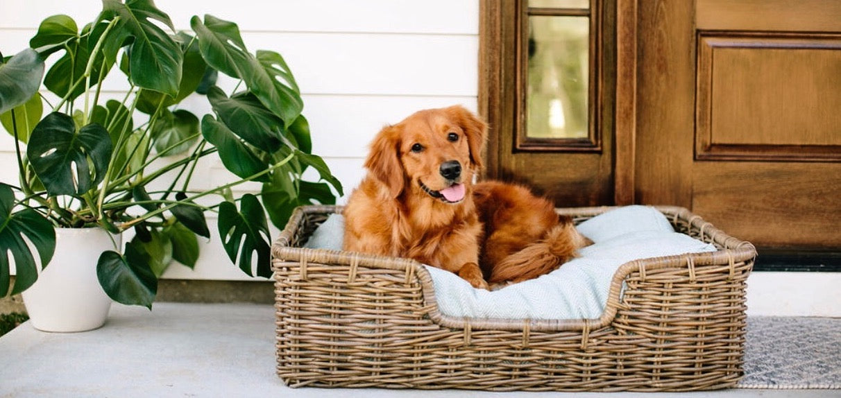 Our Four-Legged Friends: Grateful Now More Than Ever