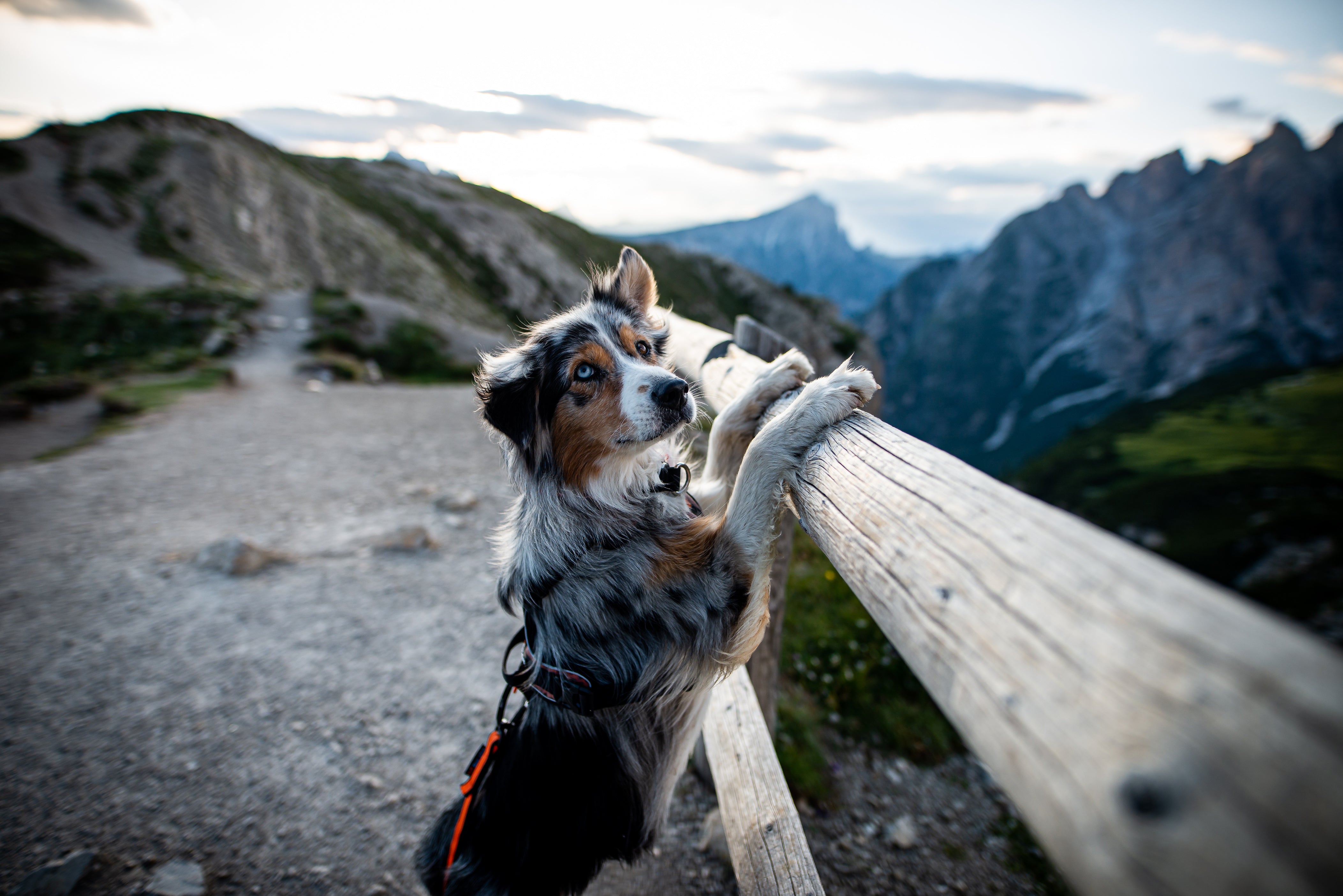 Summer Survival Guide: How to Keep Your Dog Safe and Cool in Hot Weather