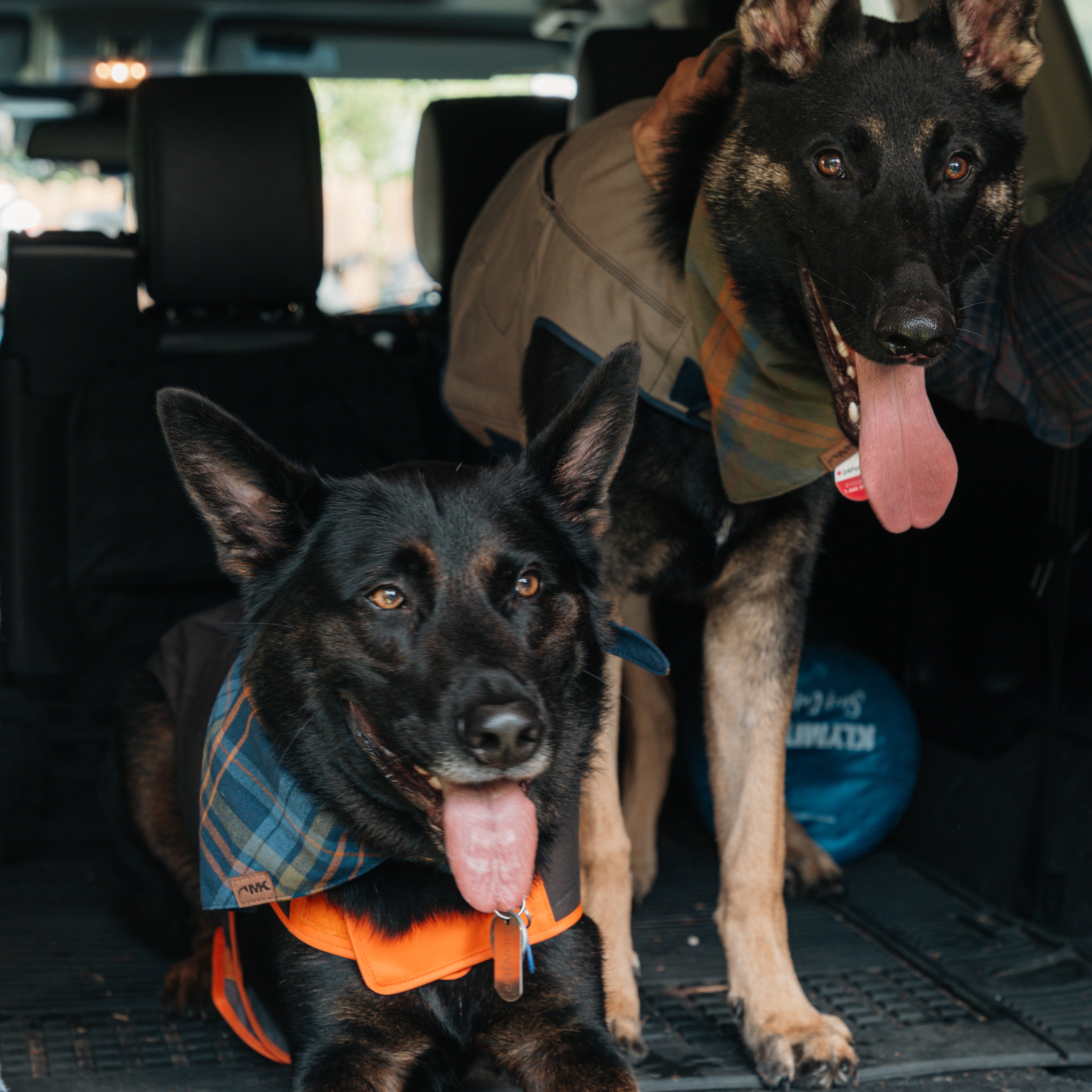 Mountain Khakis Dog Collection: Outdoor Gear for the Adventure-Ready Dog