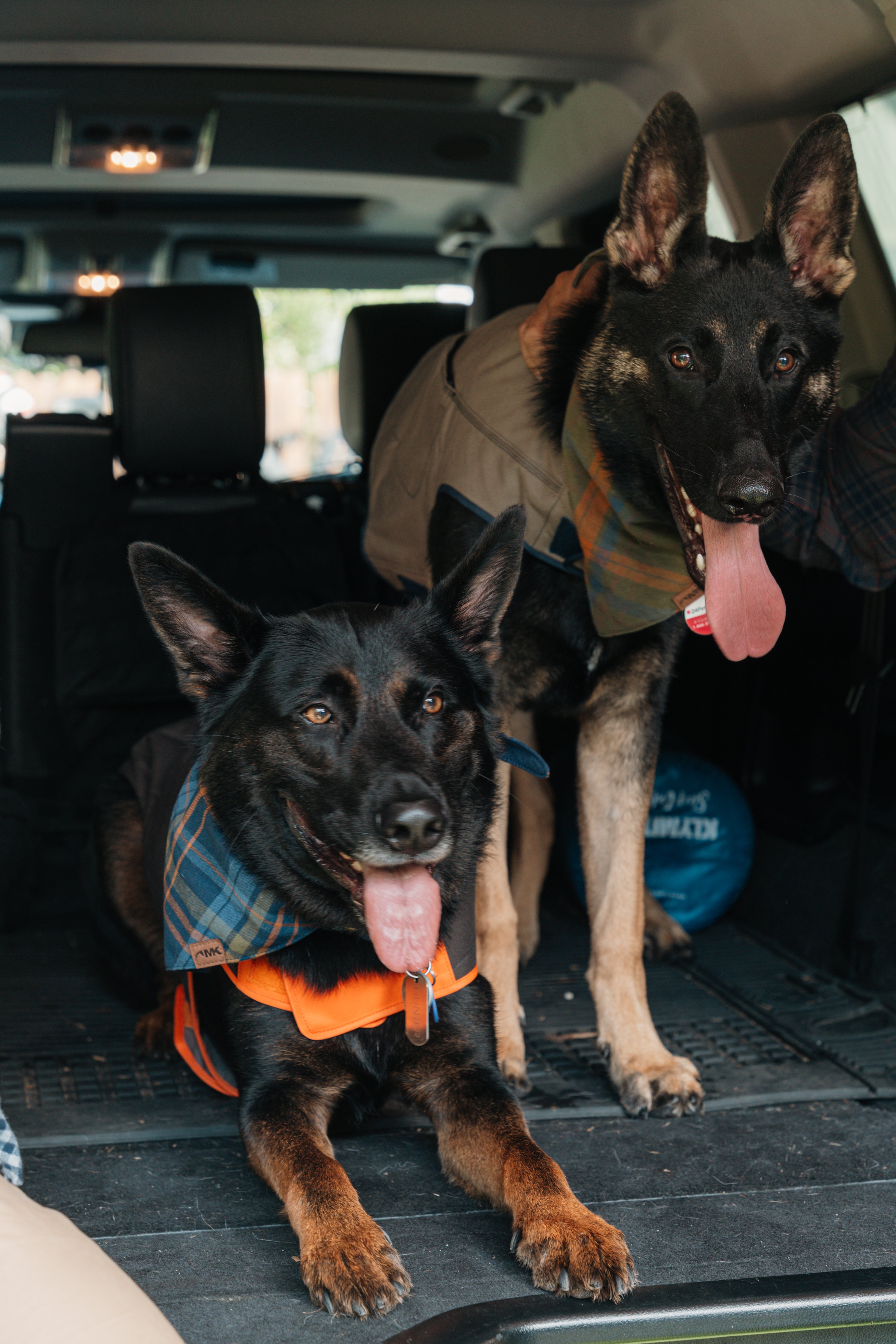 Mountain Khakis Dog Collection: Outdoor Gear for the Adventure-Ready Dog